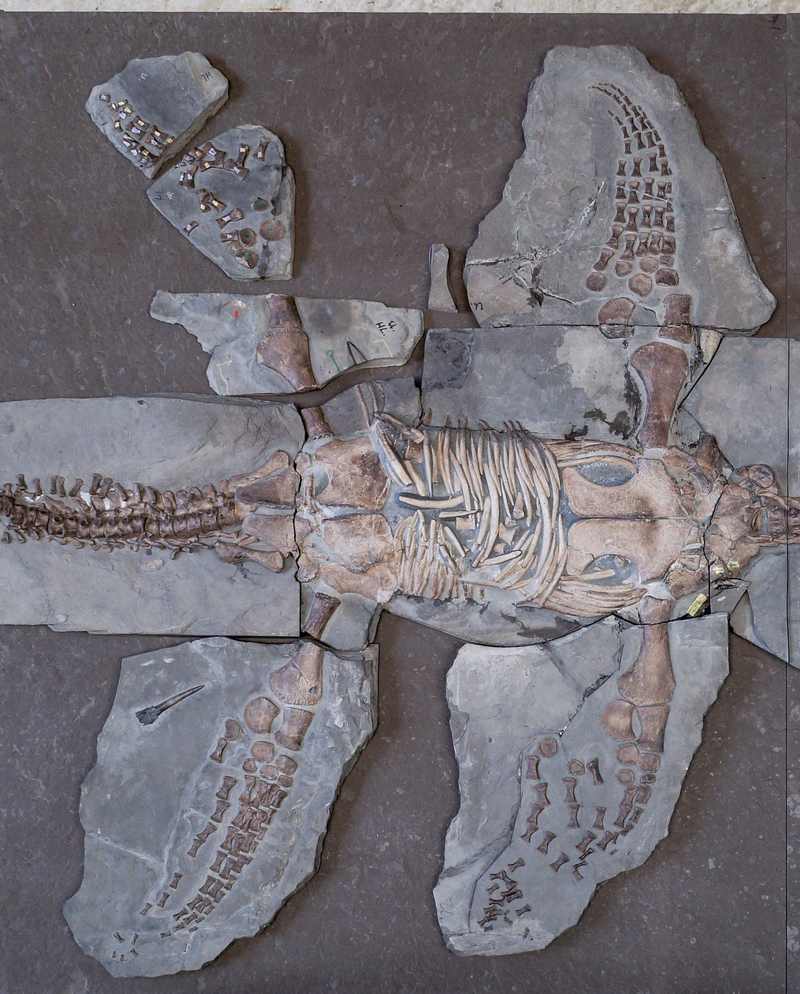 Plesiosaurier-Skelett von der Lund University