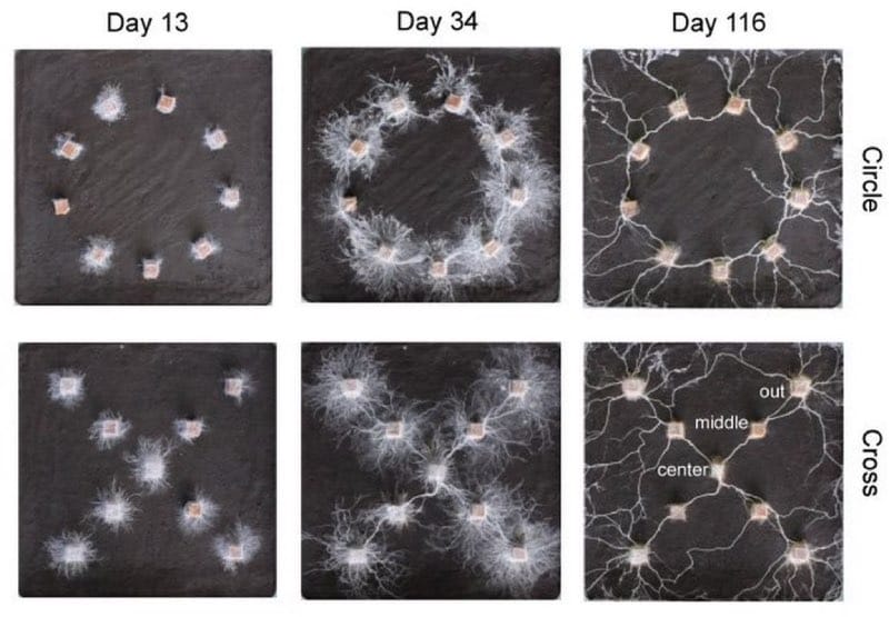 Fungi in experiment