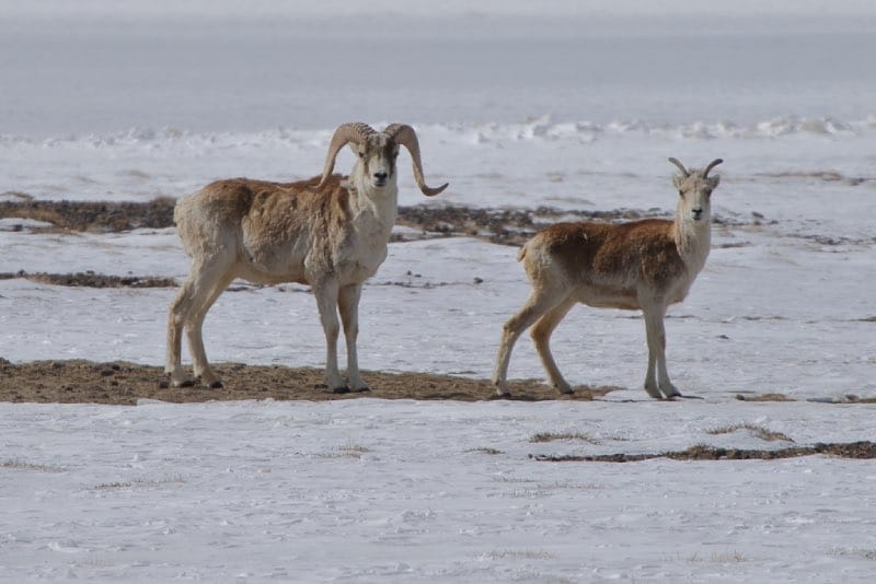 Marco Polo Sheep
