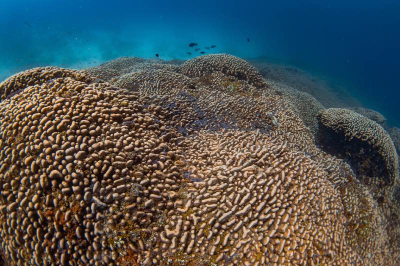 Giant Coral