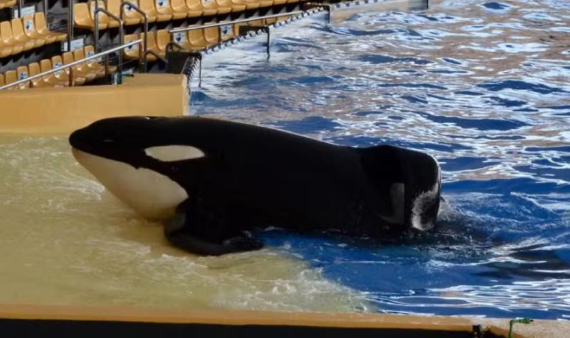 Orca keto in training
