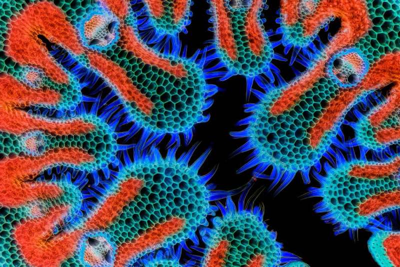 Microscopic picture of beach grass