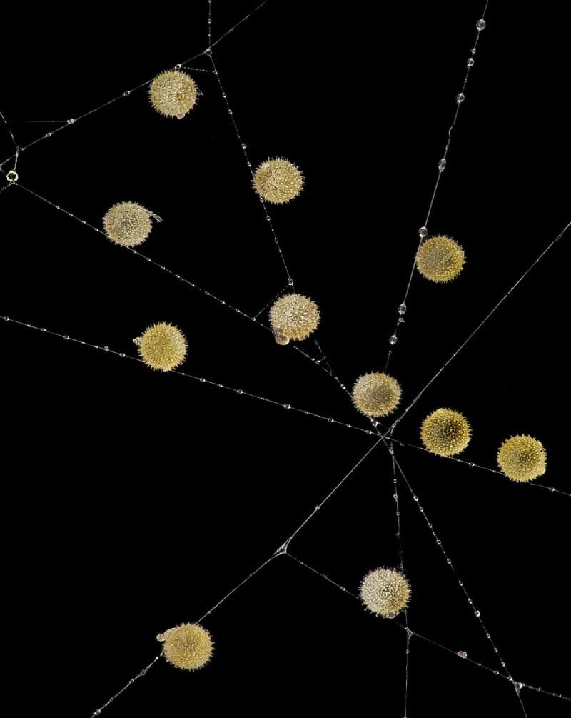 Pollen on spider web Small World