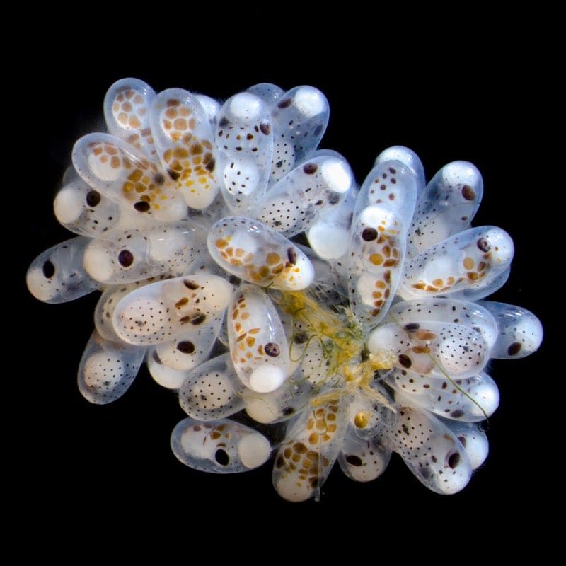 Octopuss eggs Small world