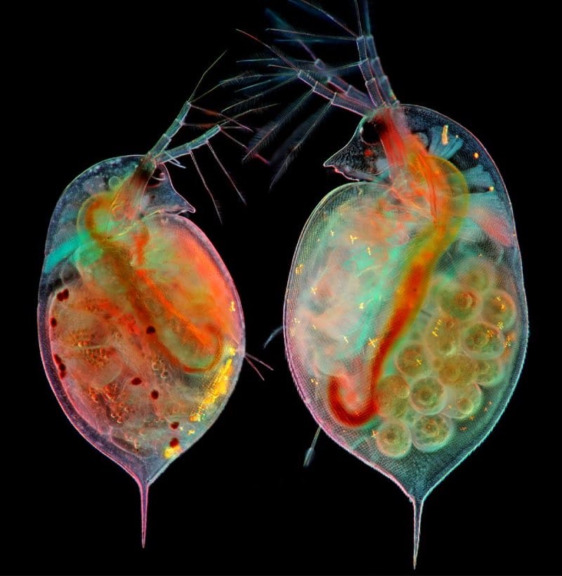 Sea Flees Small World Microscopic