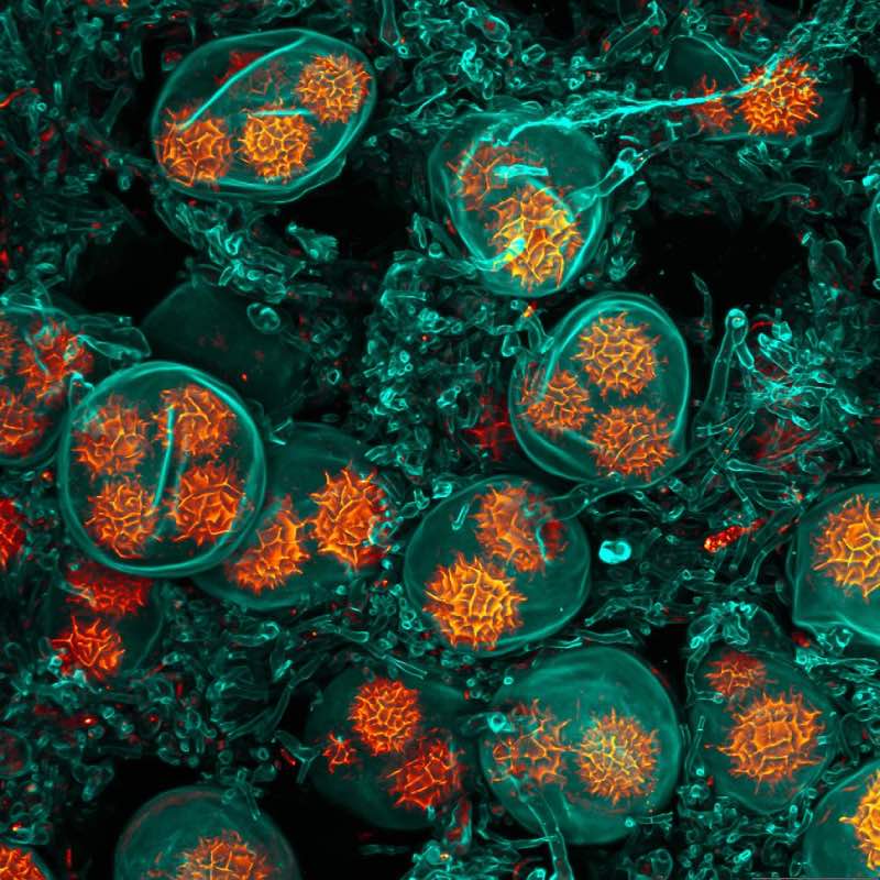 Spores of black truffel Small World