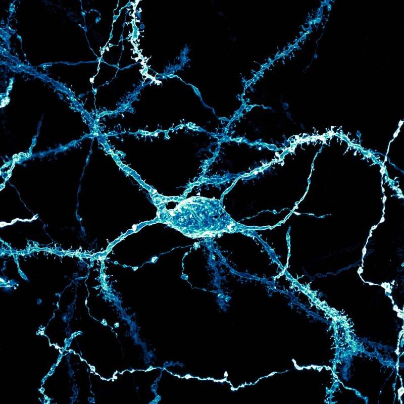 Small World submission neuron rat