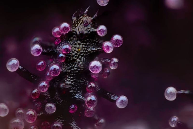 Pink microscopic picture