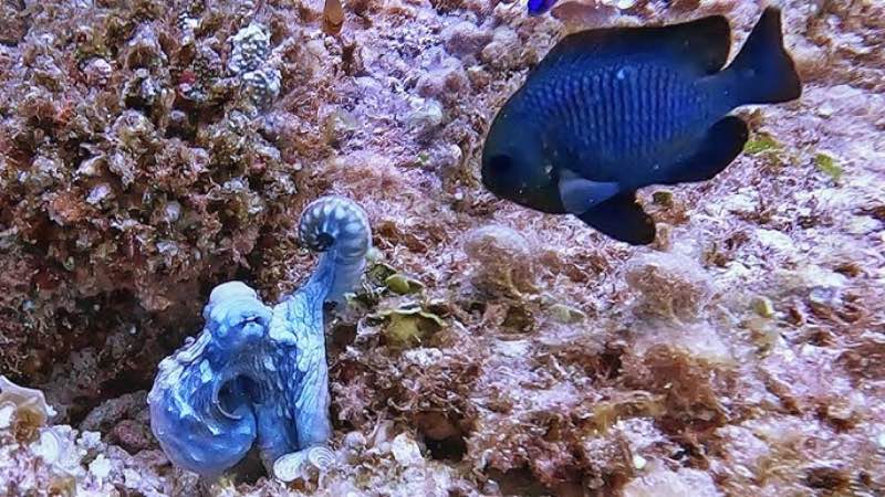 Octopus Punching fish