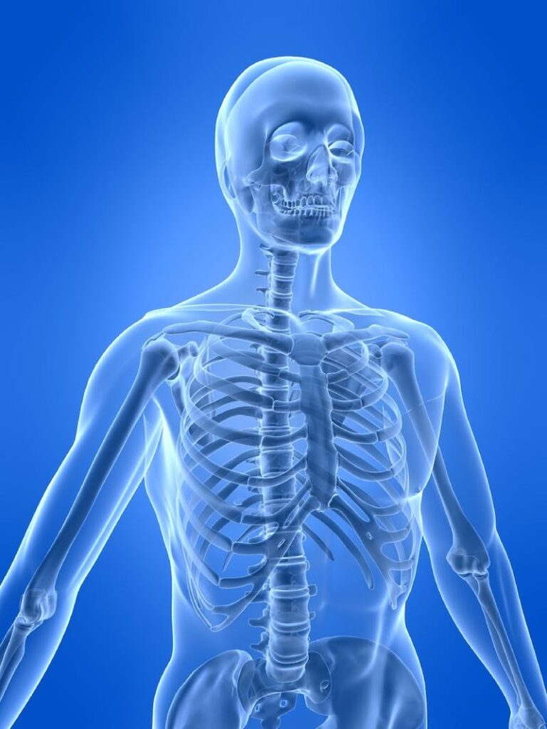 Human Skeleton