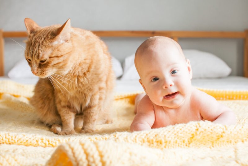 Cat and baby Word association