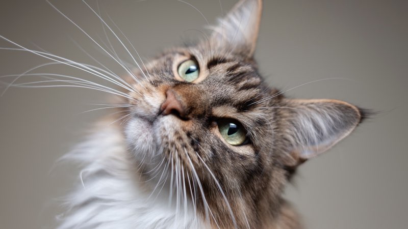 Cat Listening