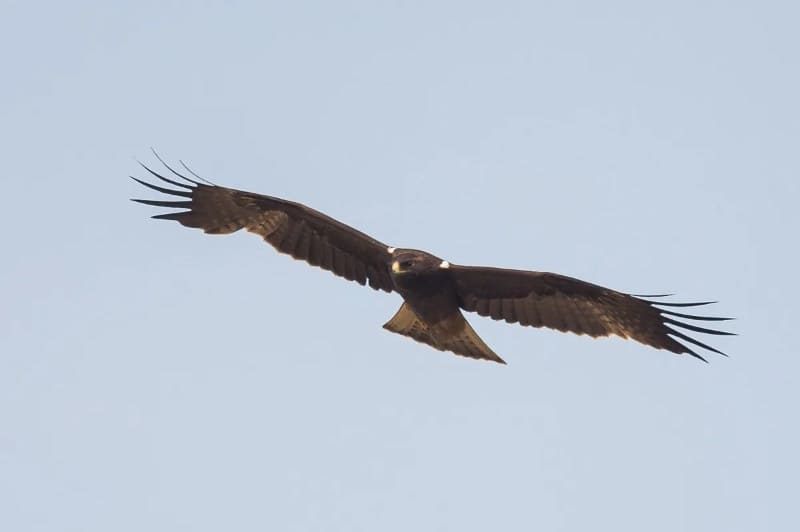 Eagle seen in UK Nature win