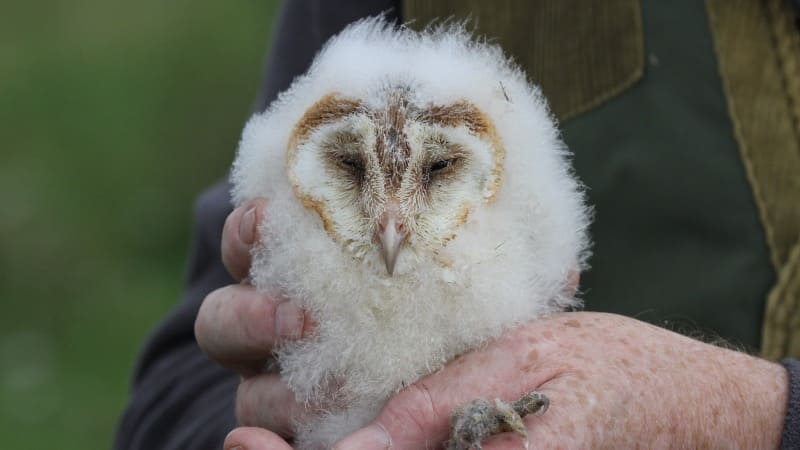 Baby owl found nature win Wild life
