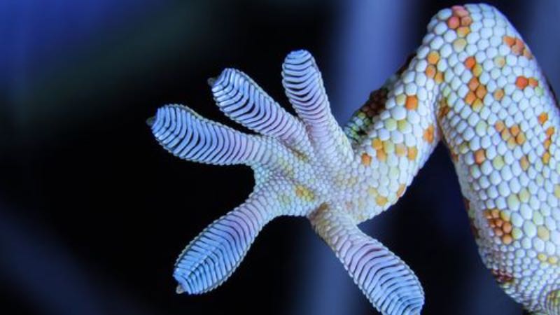 Gecko Feet 