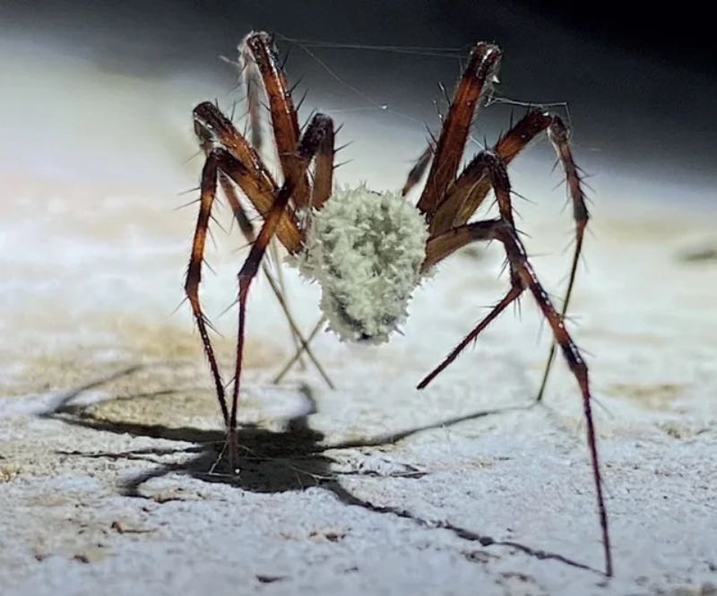 Spider with Zombie Fungie 