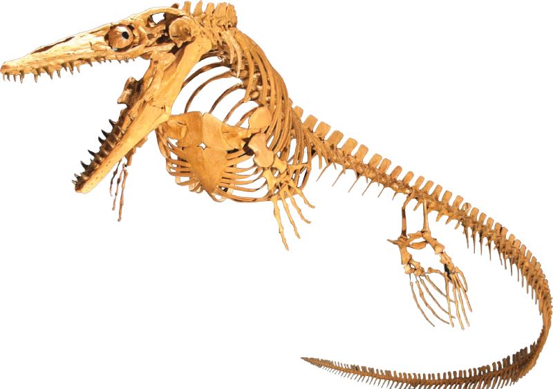 Mosasaur skeleton