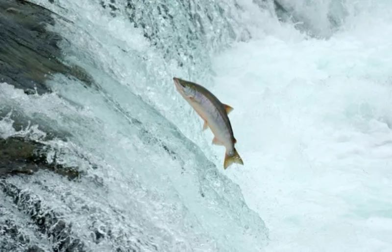 Salmon taking risks because of drug pollution