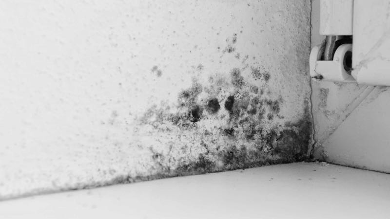 Black Mould on wall like a dangerous fungus