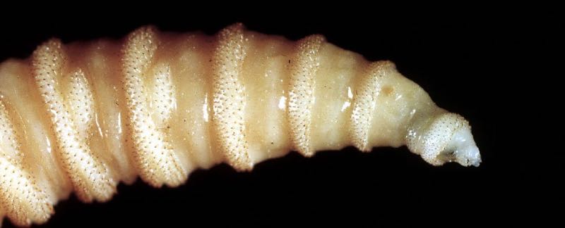 Screwworm 