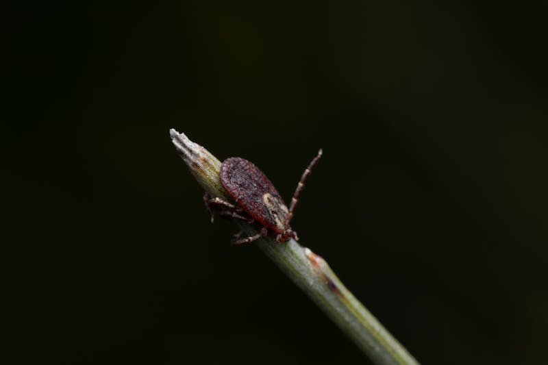 Bites by bugs and insect