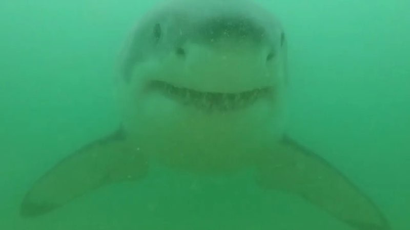 Shark