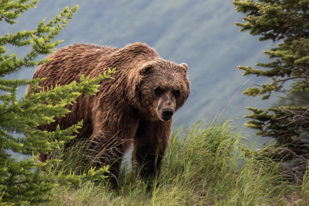Boze Grizzly beer valt worstelaars aan