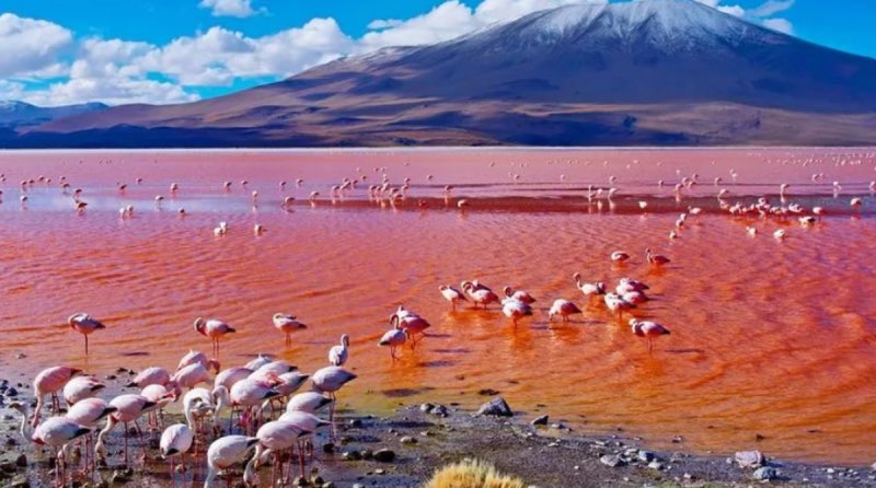 Flamingo's in Natron meer