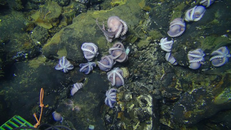 Octopussen wonen samen