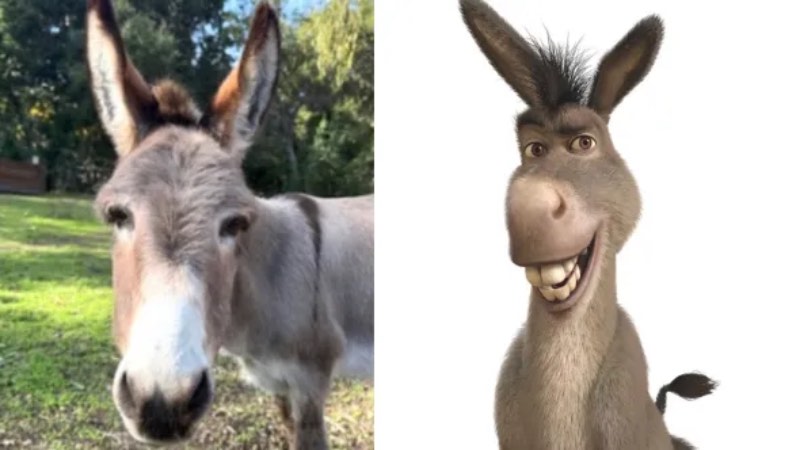 De ezel van shrek