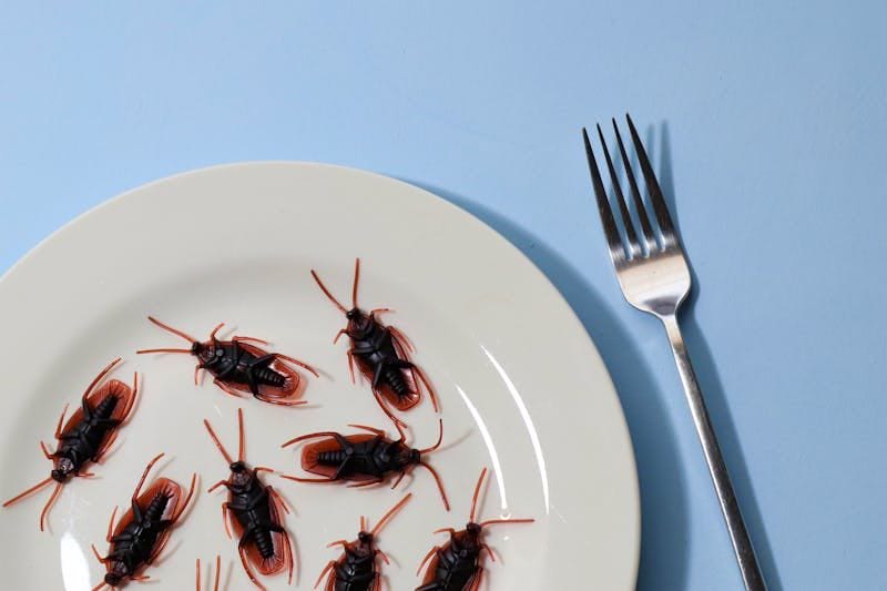 Insecten op het menu