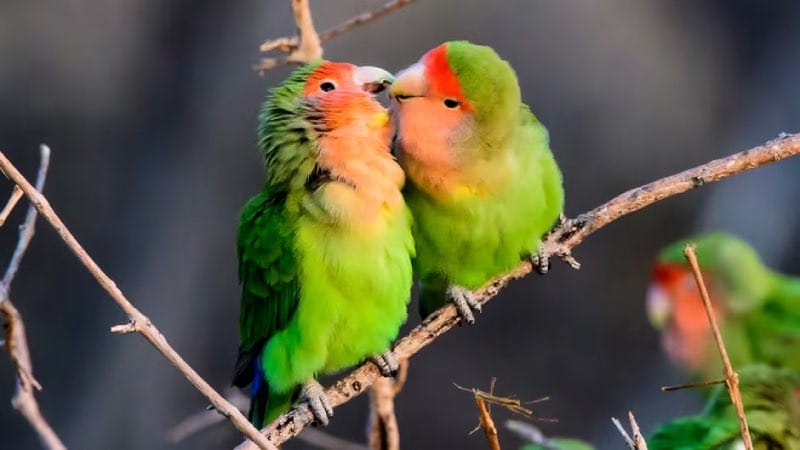 Voorplanting tussen dieren