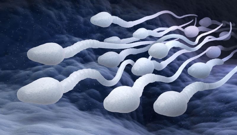 Sperma cellen in Sperma race 