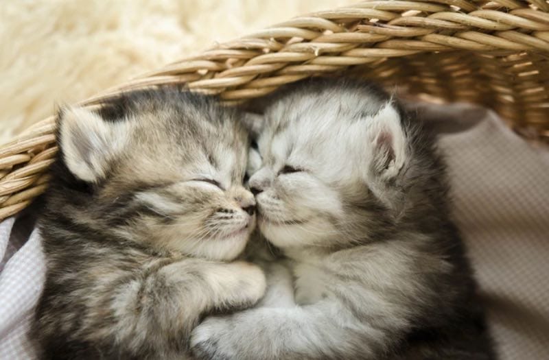 Baby cats