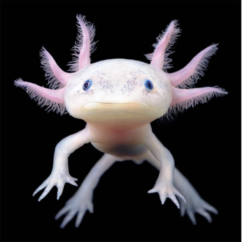 Axolotl in water
