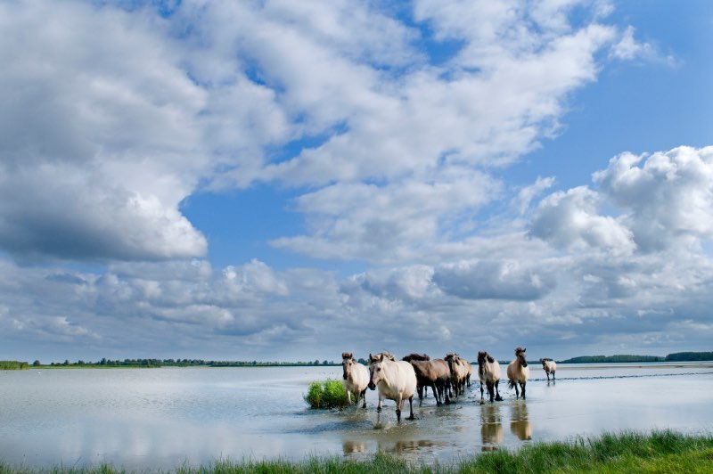 Lauwersmeer foto
