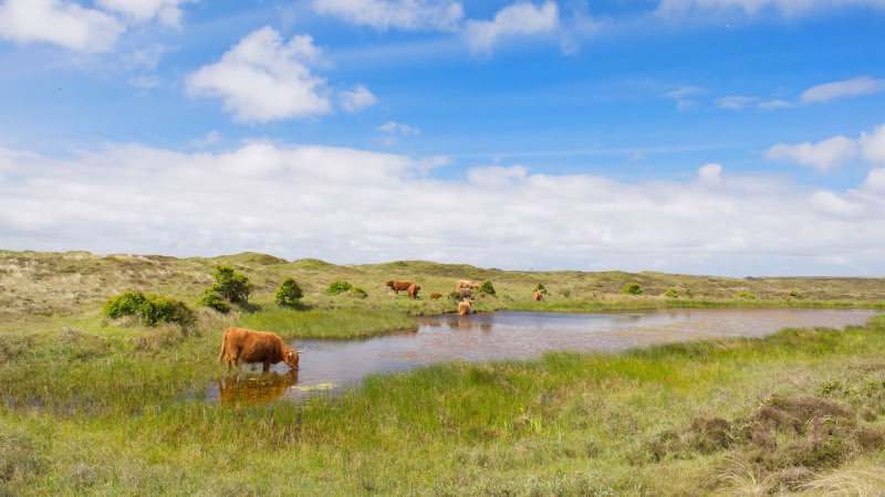 Landschappen in Texel met kampeerplekken als voordeel 