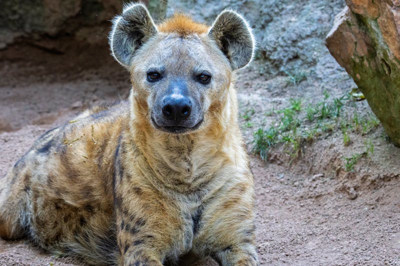 Hyena in natuur als aaseter