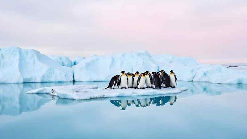 Kaiserpinguine auf einer Eisscholle