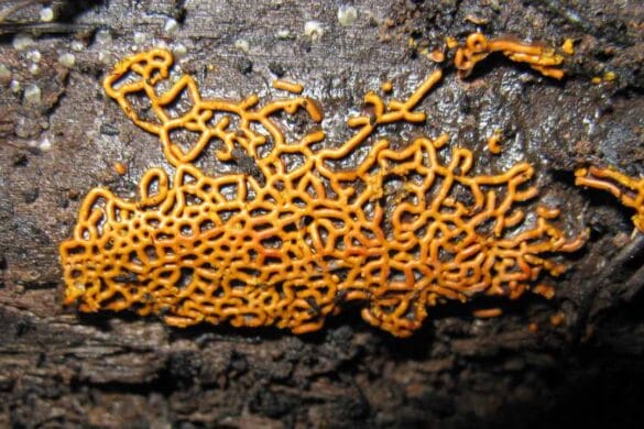 Fungi in cave