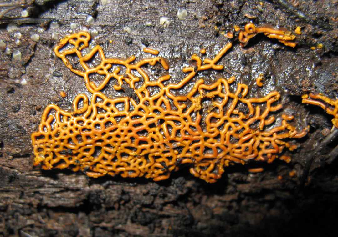 Fungi in cave
