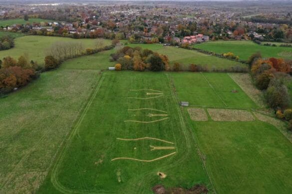 Crop Crotches in field FT