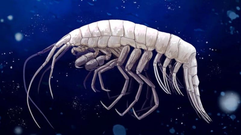 Amphipod Dulcibella camanchaca Ghostly Predator of the deep Sea 