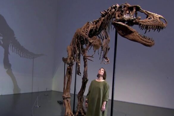 Gorgosaurus with person underneath