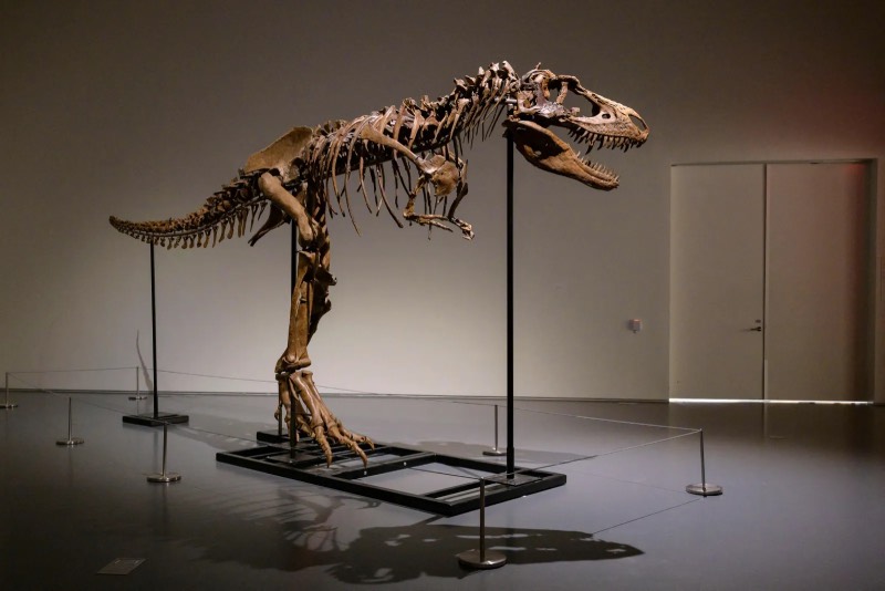 Gorgosaurus Skeleton