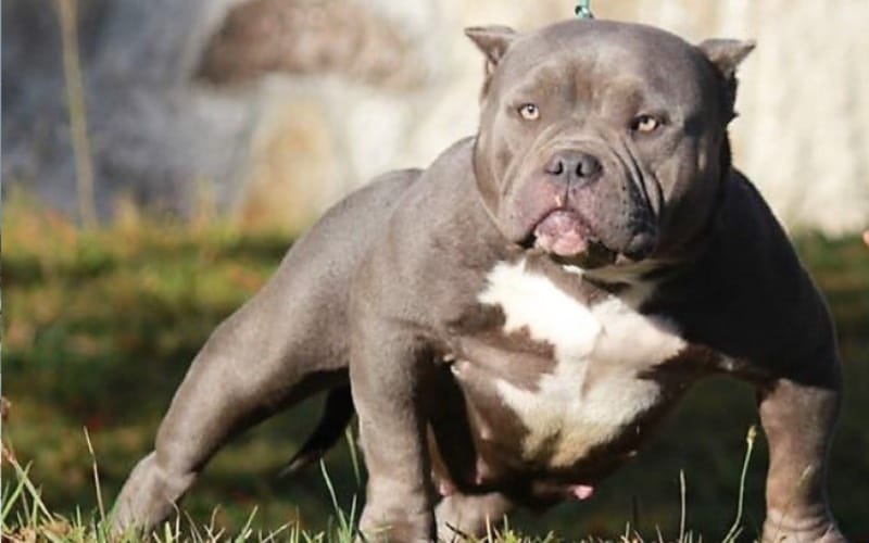 XL Bully in grey