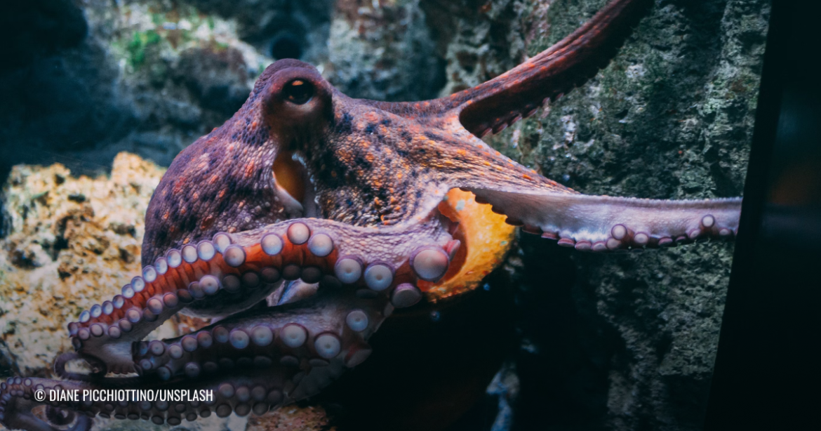 DBEN FP 13 Feature image octopuses