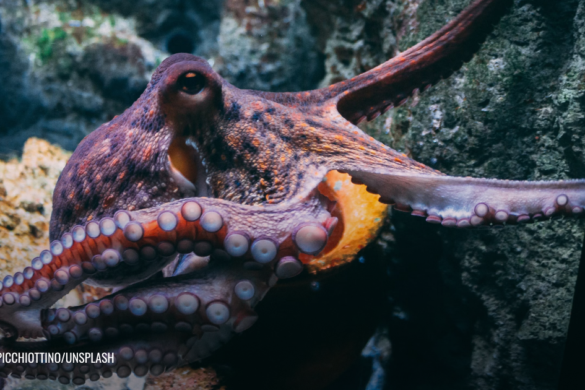 Feature image octopuses