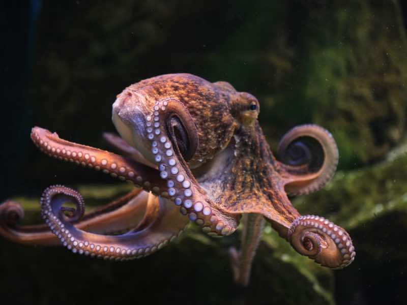 Octopuses have sex chromosomes 
