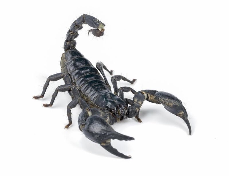 Scorpion with stinger